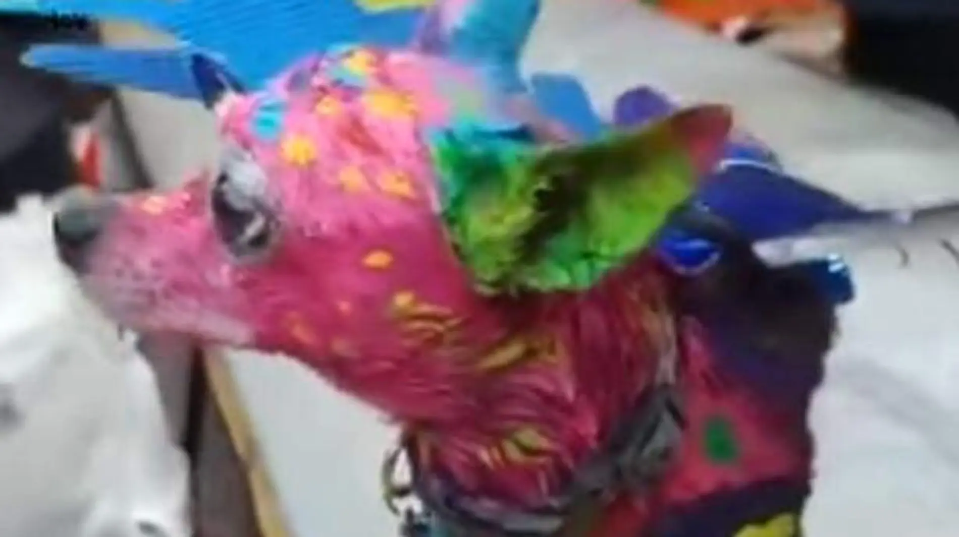 Acapulco perrito chihuahhua pintado como alebrije